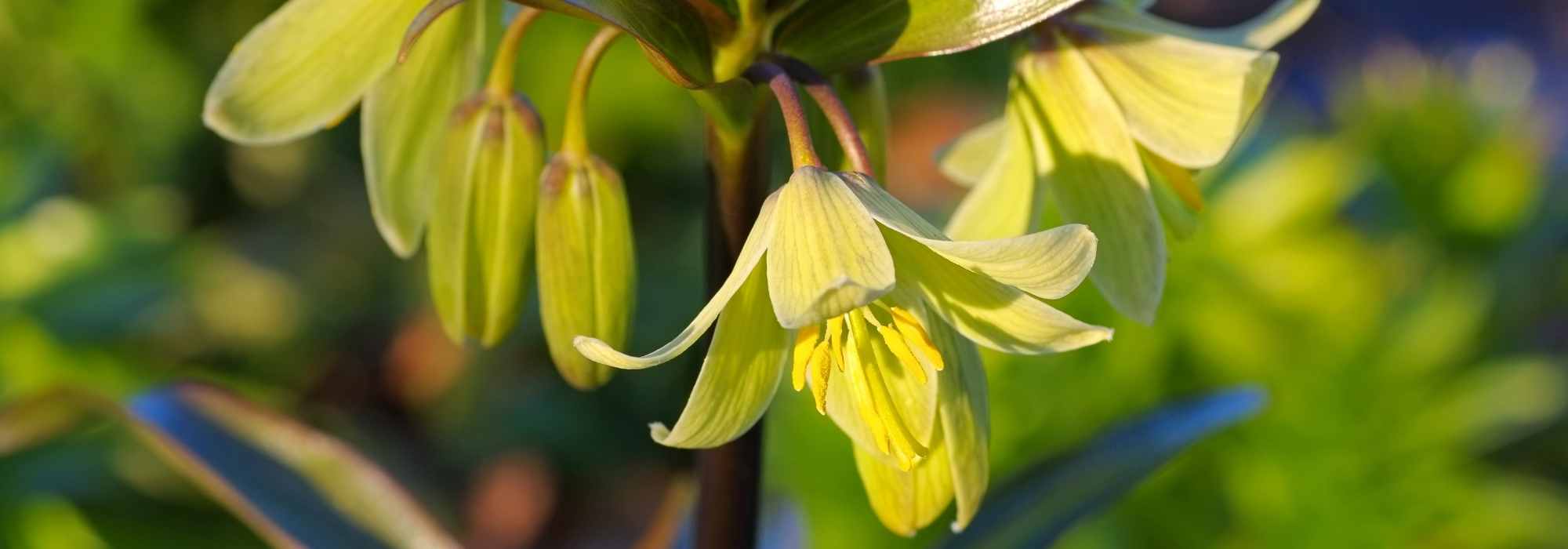 Botanical fritillarias