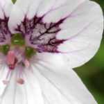 Pairing ideas with Erodiums