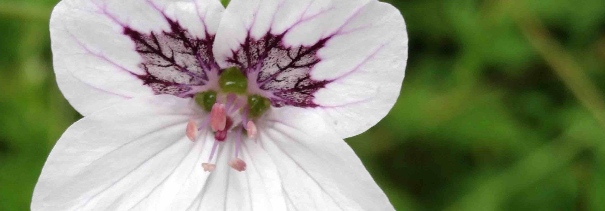 Pairing ideas with Erodiums