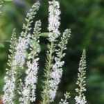 Pairing ideas with Lysimachia