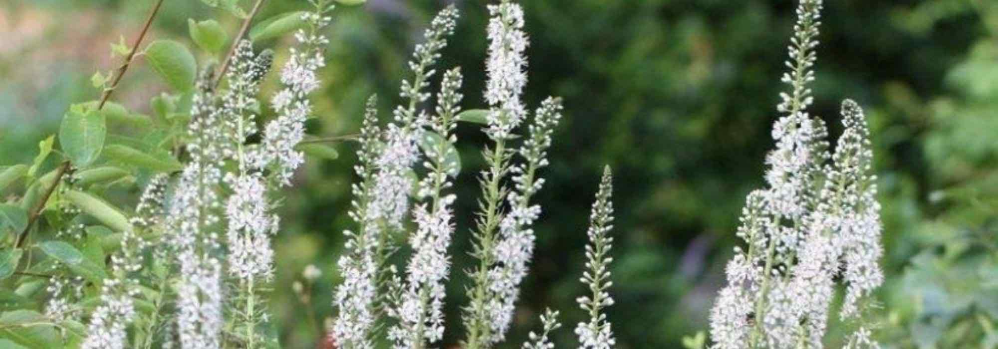 Pairing ideas with Lysimachia