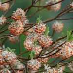 Winter-flowering shrubs