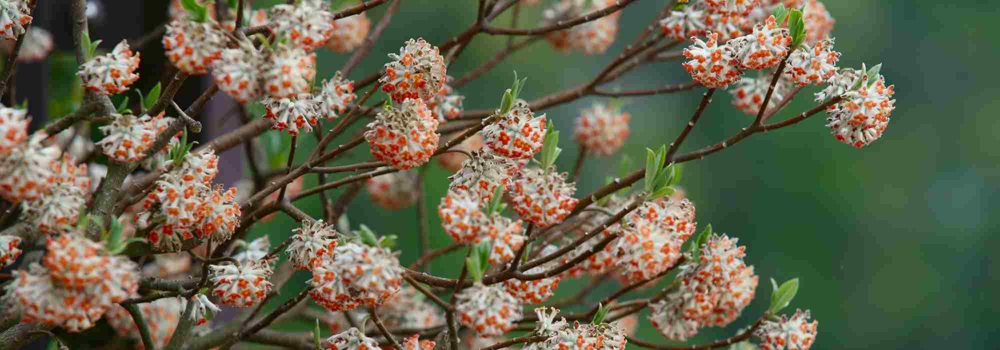 Winter-flowering shrubs