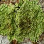Lichen on Trees: Should You Be Concerned?