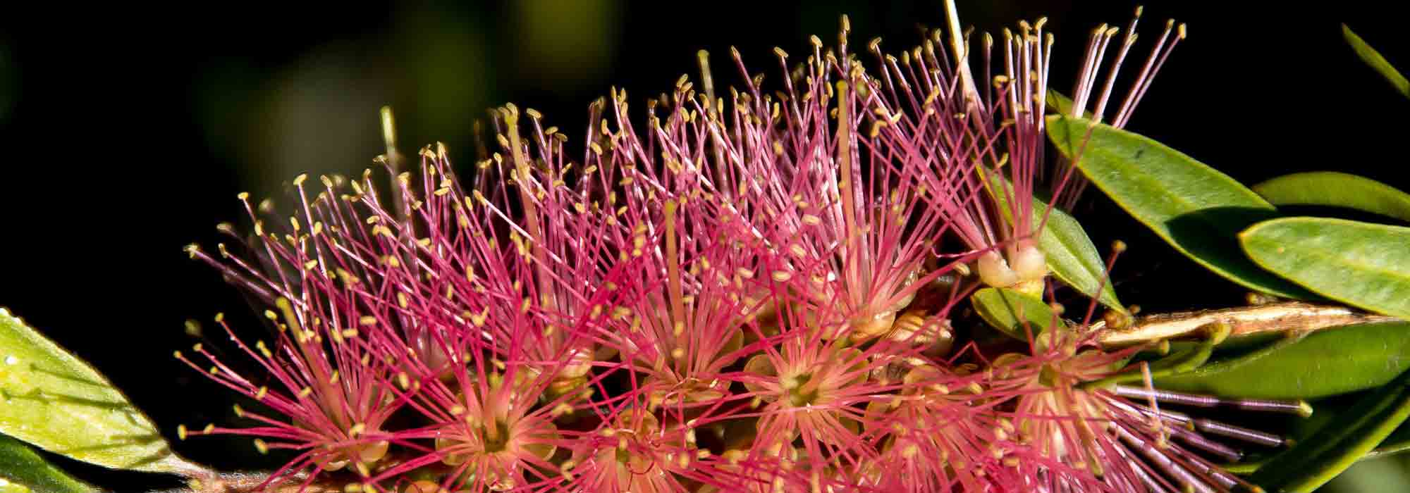 Diseases and pests of Callistemon