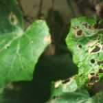 Diseases and Pests of Ivy - Hedera helix