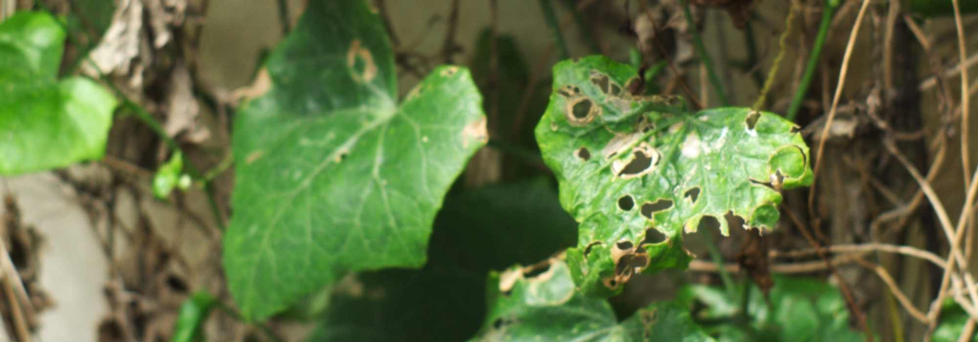 Diseases and Pests of Ivy - Hedera helix