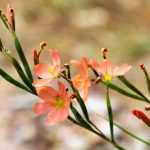 Moraea : Plant, cultivate and maintain