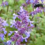 Nepeta: 6 Successful Companion Planting Ideas