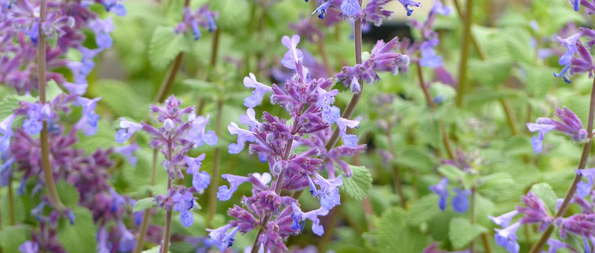 Nepeta: 6 Successful Companion Planting Ideas