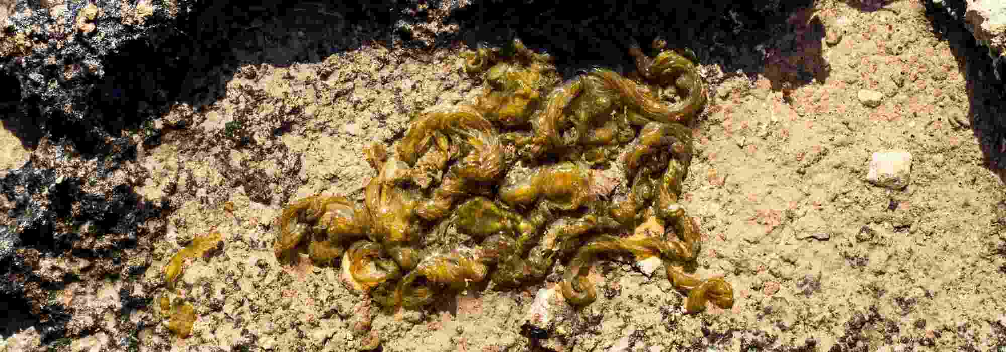 Nostoc commune or Moon's Spittle: what is it?