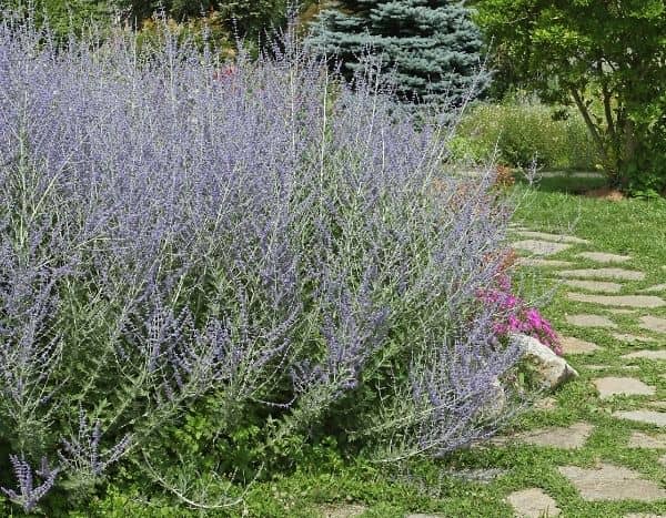 When and how to prune <em>Perovskia</em>?