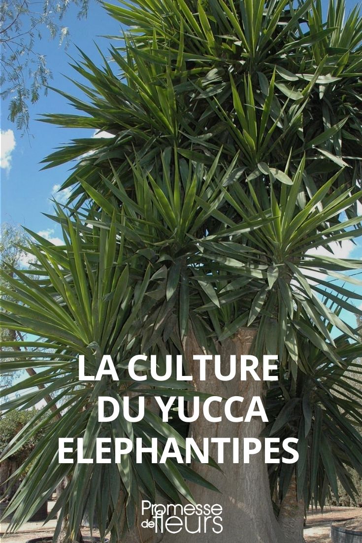 Growing Yucca elephantipes