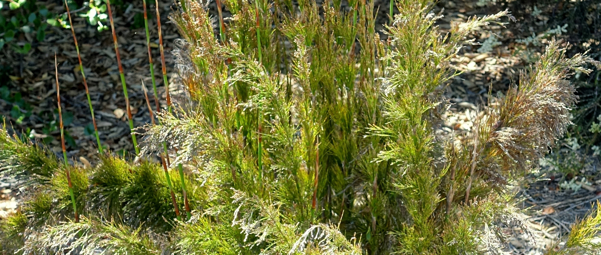 Rhodocoma : planting, growing and care