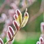 Willow: my three favourites in February