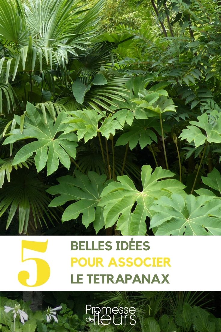 Associations for Tetrapanax