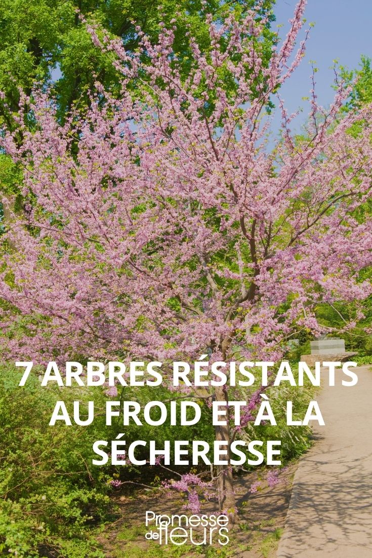 cold-resistant drought-tolerant trees