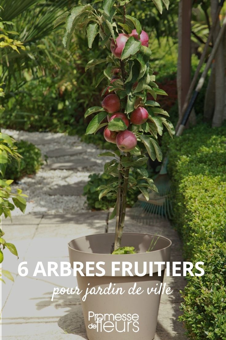 City Garden Fruit Trees