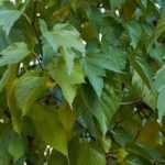 7 Cold and Drought-Resistant Trees