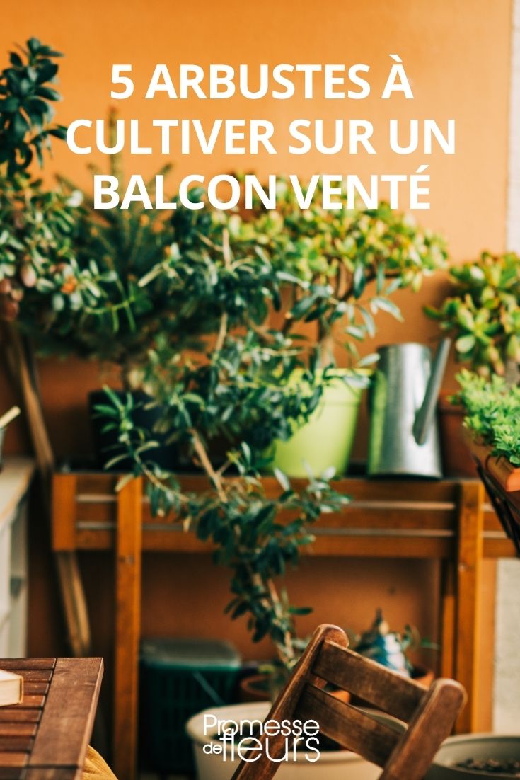 Windy Balcony Bushes