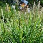 Sesleria: 7 pairing ideas