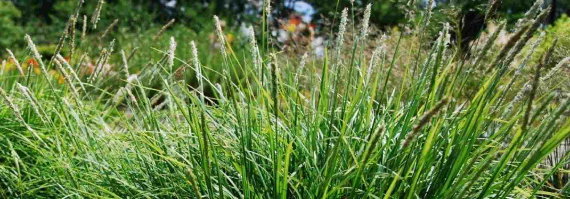 Sesleria: 7 pairing ideas