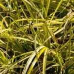 Pairing ideas with acorus