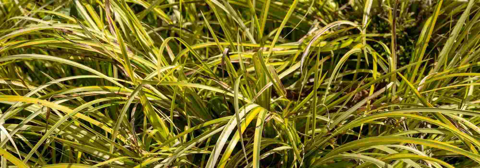 Pairing ideas with acorus