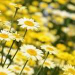 Pairing ideas with anthemis