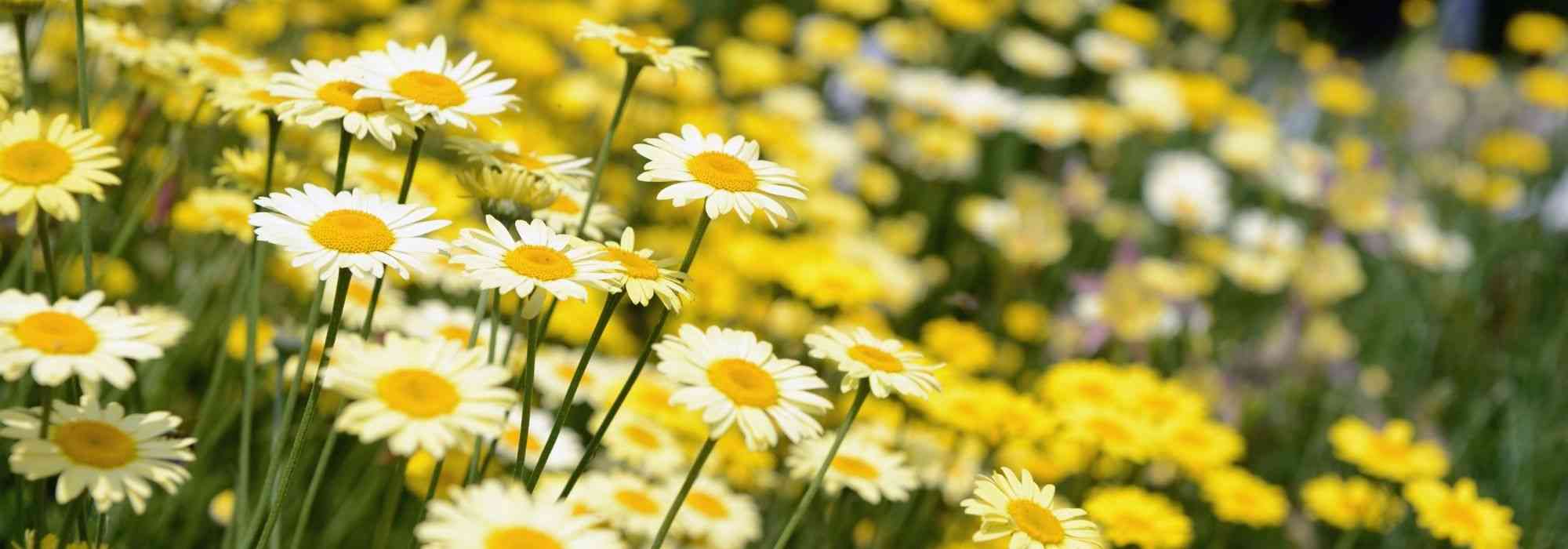 Pairing ideas with anthemis