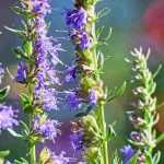 Pairing ideas with Hyssop
