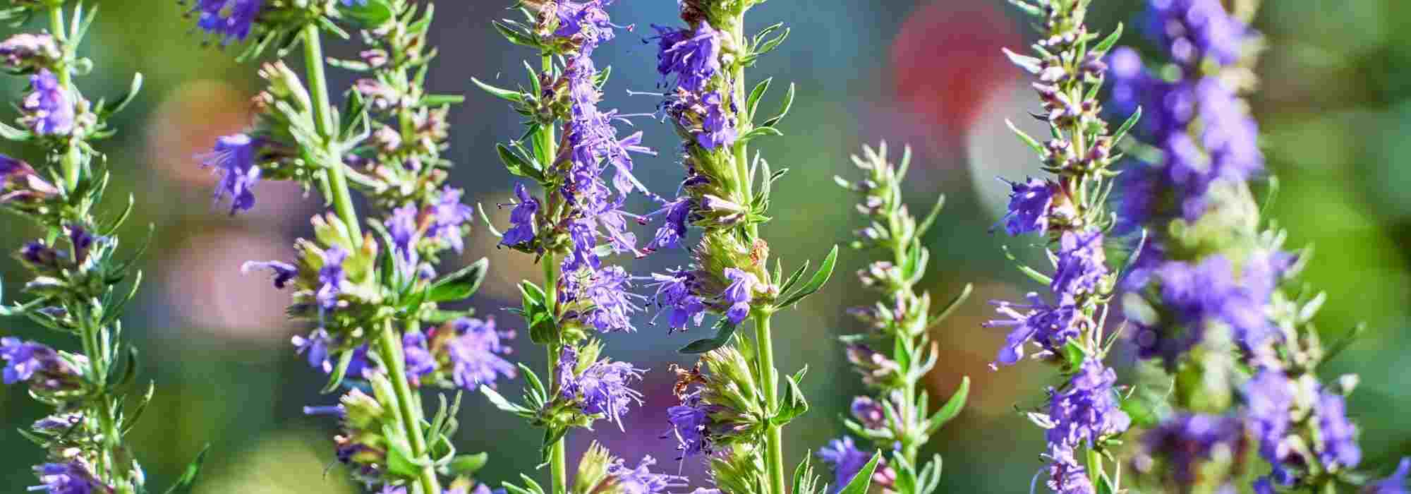 Pairing ideas with Hyssop