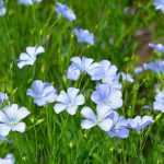 Pairing ideas with flax