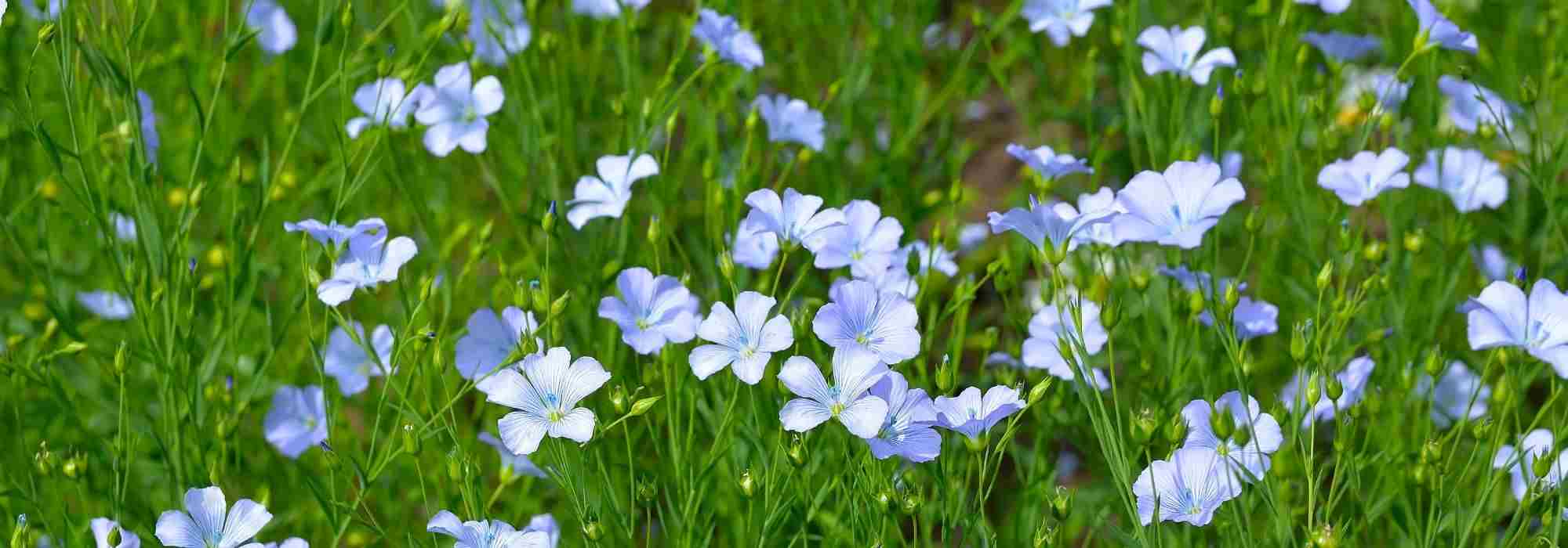 Pairing ideas with flax