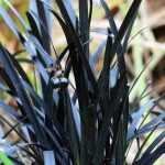Pairing ideas with Ophiopogon