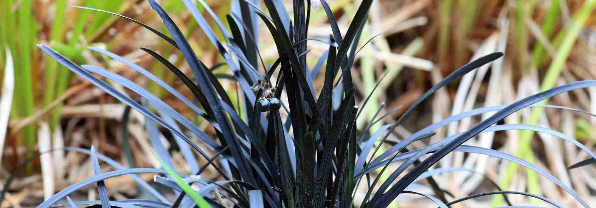 Pairing ideas with Ophiopogon