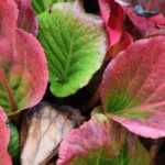 7 bergenias with beautiful winter colours