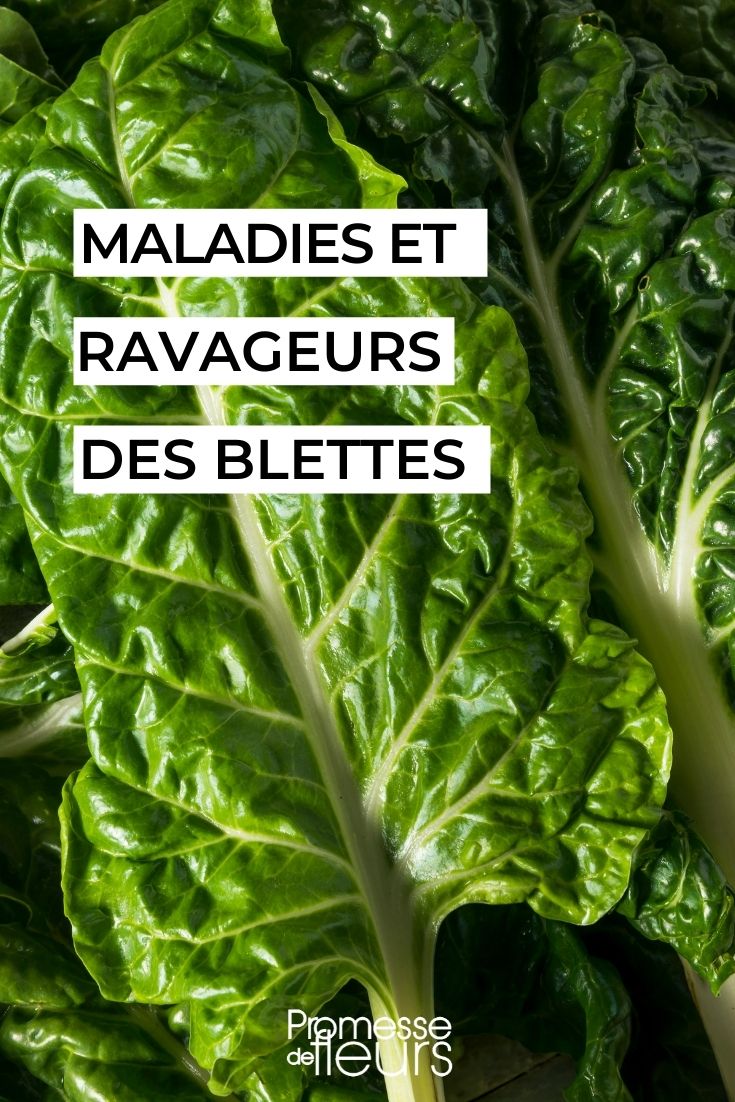 Over-ripe Diseases and Pests