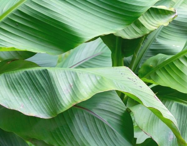 How to propagate banana plants?