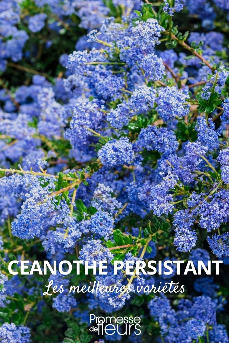 evergreen ceanothus