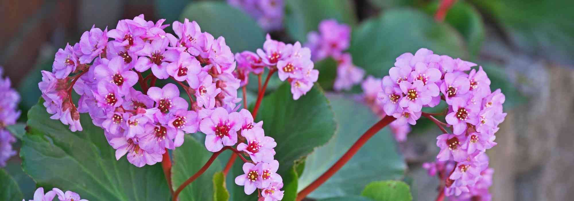 How to choose a bergenia?