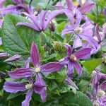 Choosing a herbaceous clematis