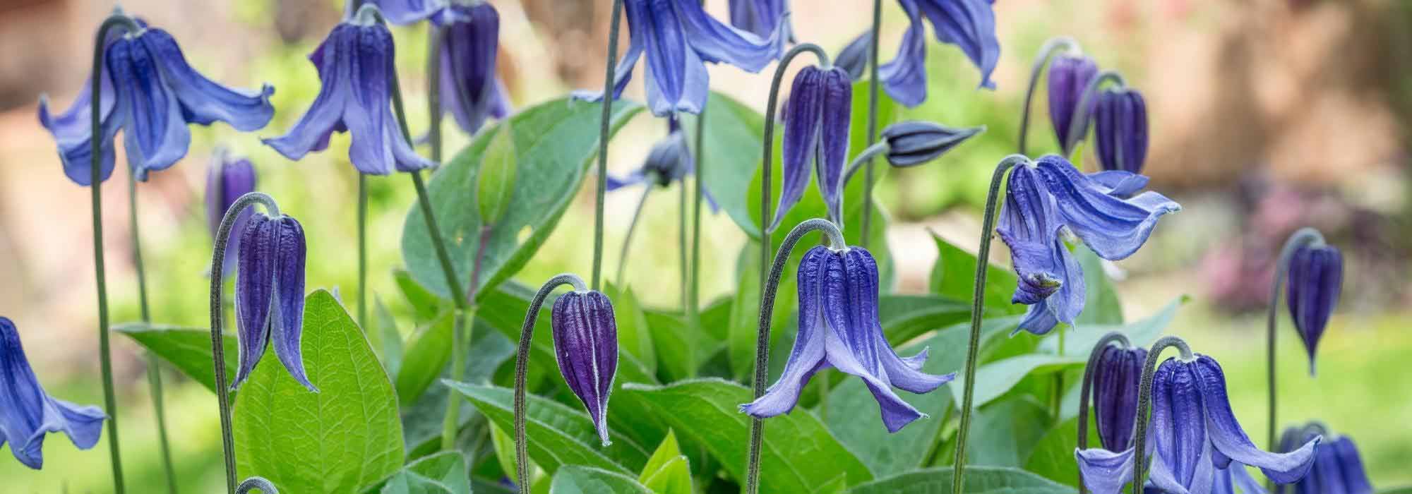 Planting a herbaceous clematis
