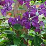 7 Clematis for a Natural Garden