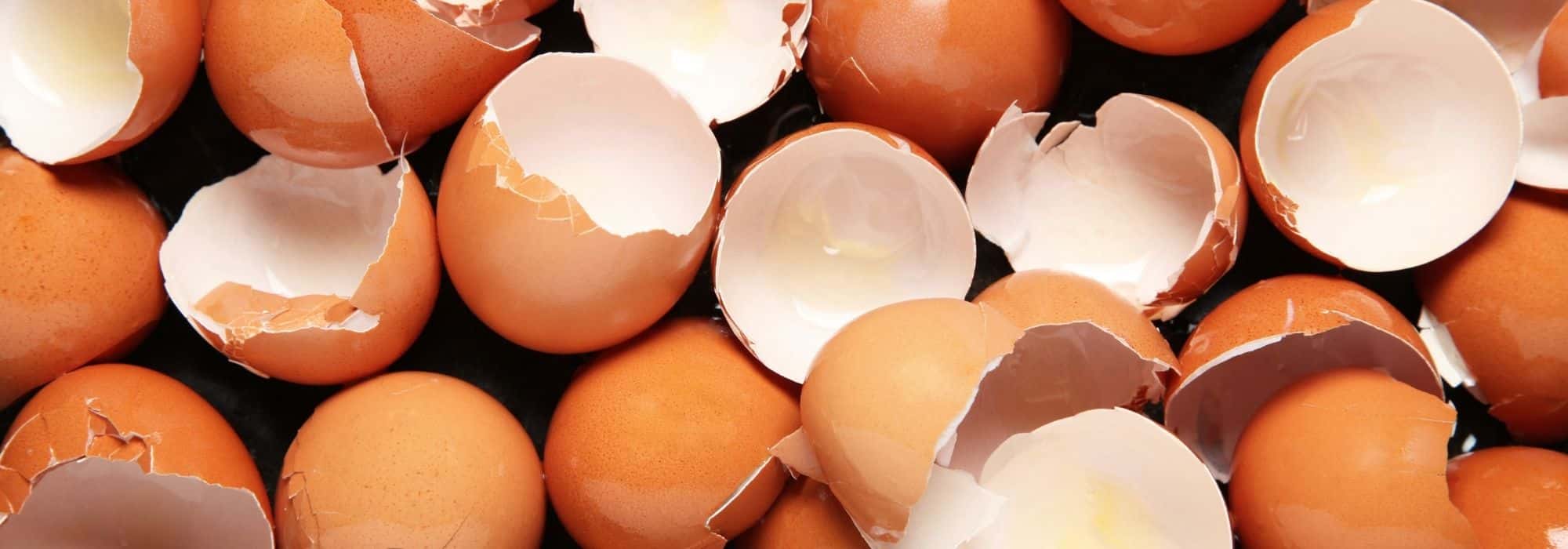 Can you really use eggshells in the garden?
