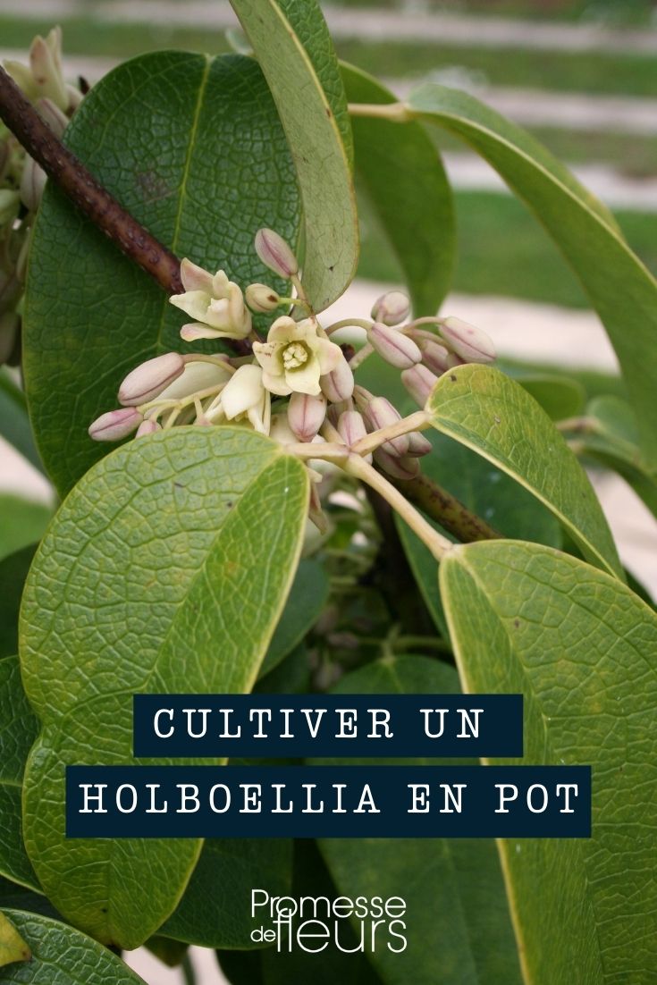 Growing Holboellia in a Pot