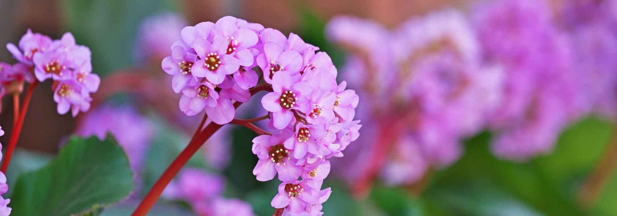 How to grow a bergenia in a pot?