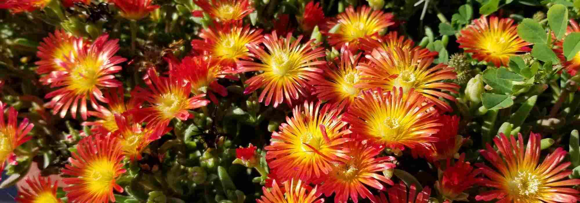 Growing a Delosperma in a pot