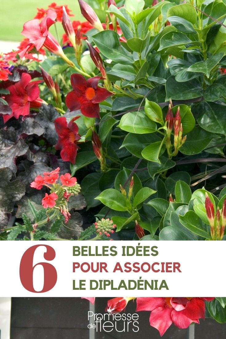 Dipladenia - Pairing