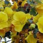 Pairing ideas with Fremontodendron